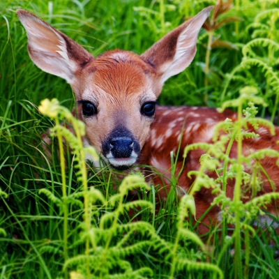 nature-19