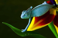 nature-09