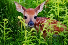 nature-19